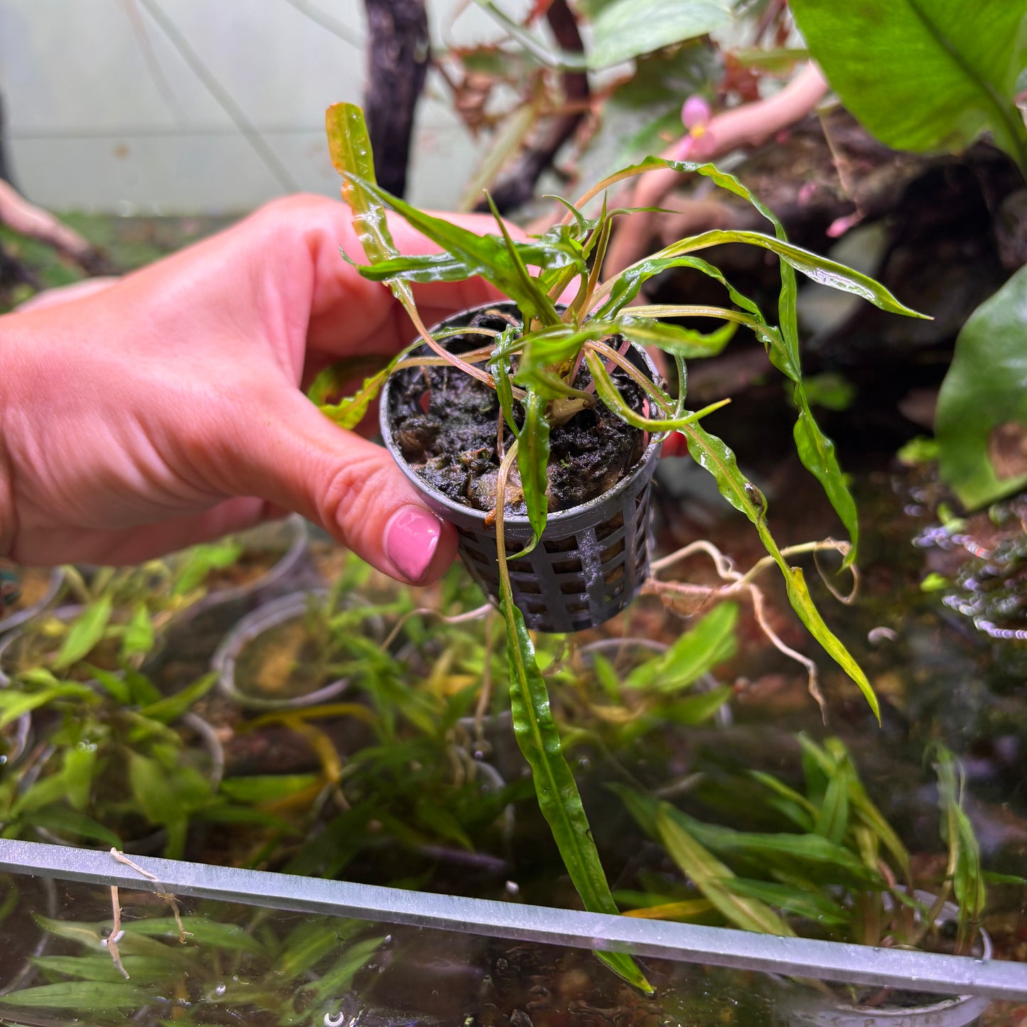 Cryptocoryne undulatus