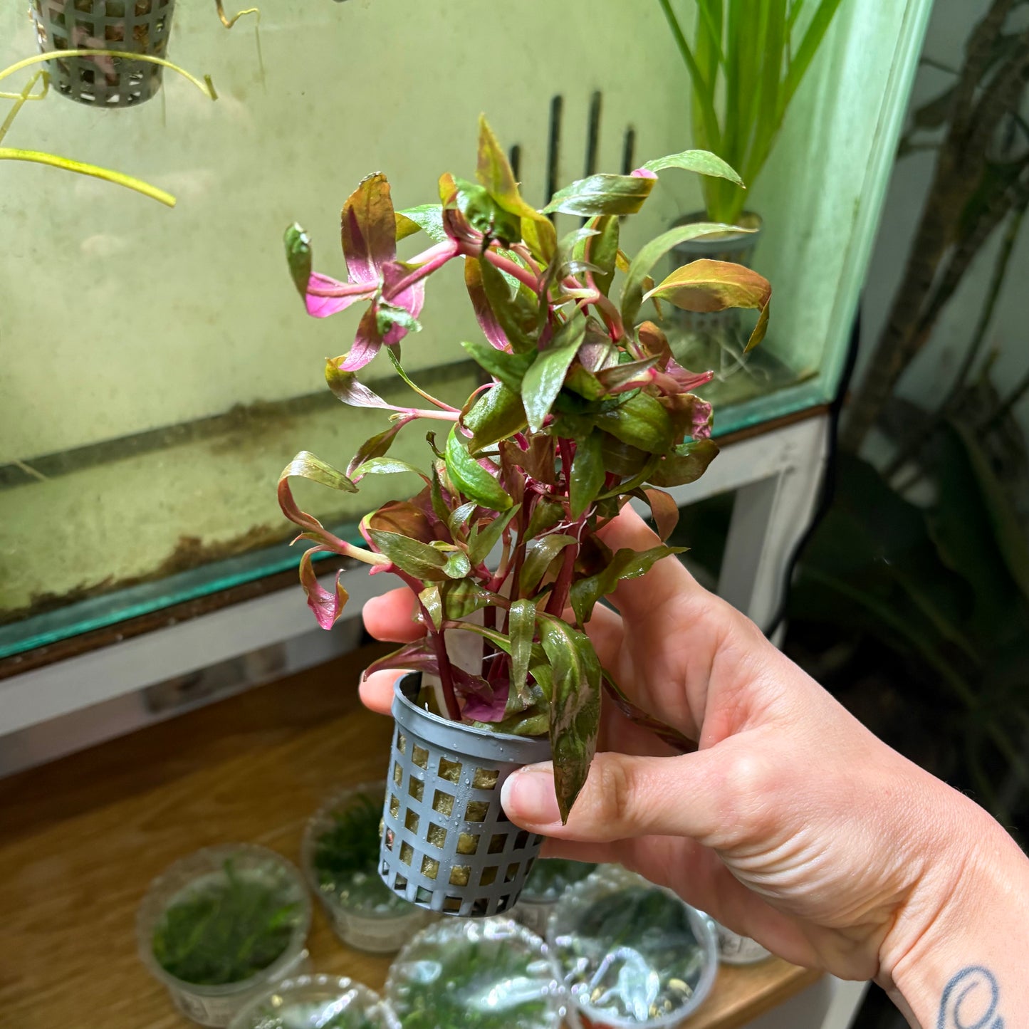 Alternanthera Lilacina