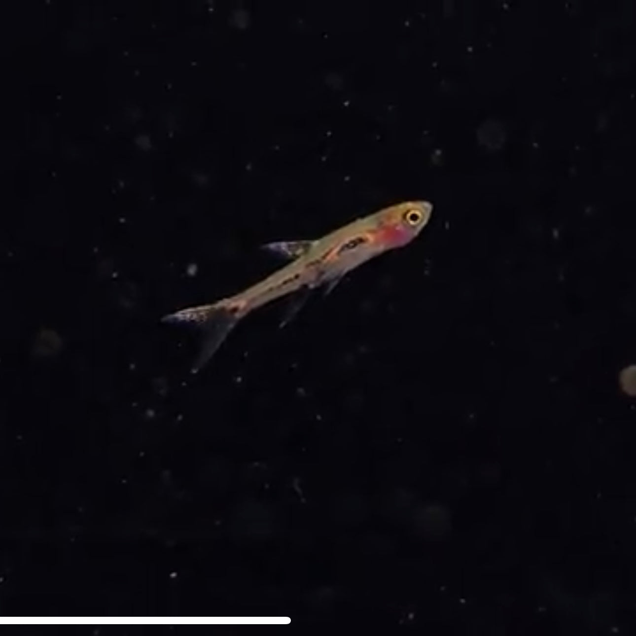 Rasbora merah md-lg