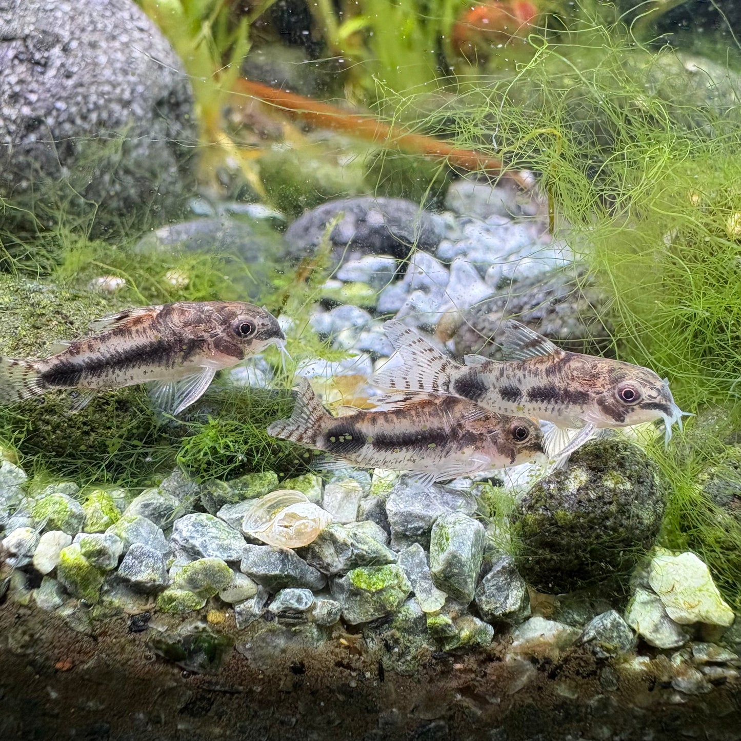 Corydoras habrosus cochui md