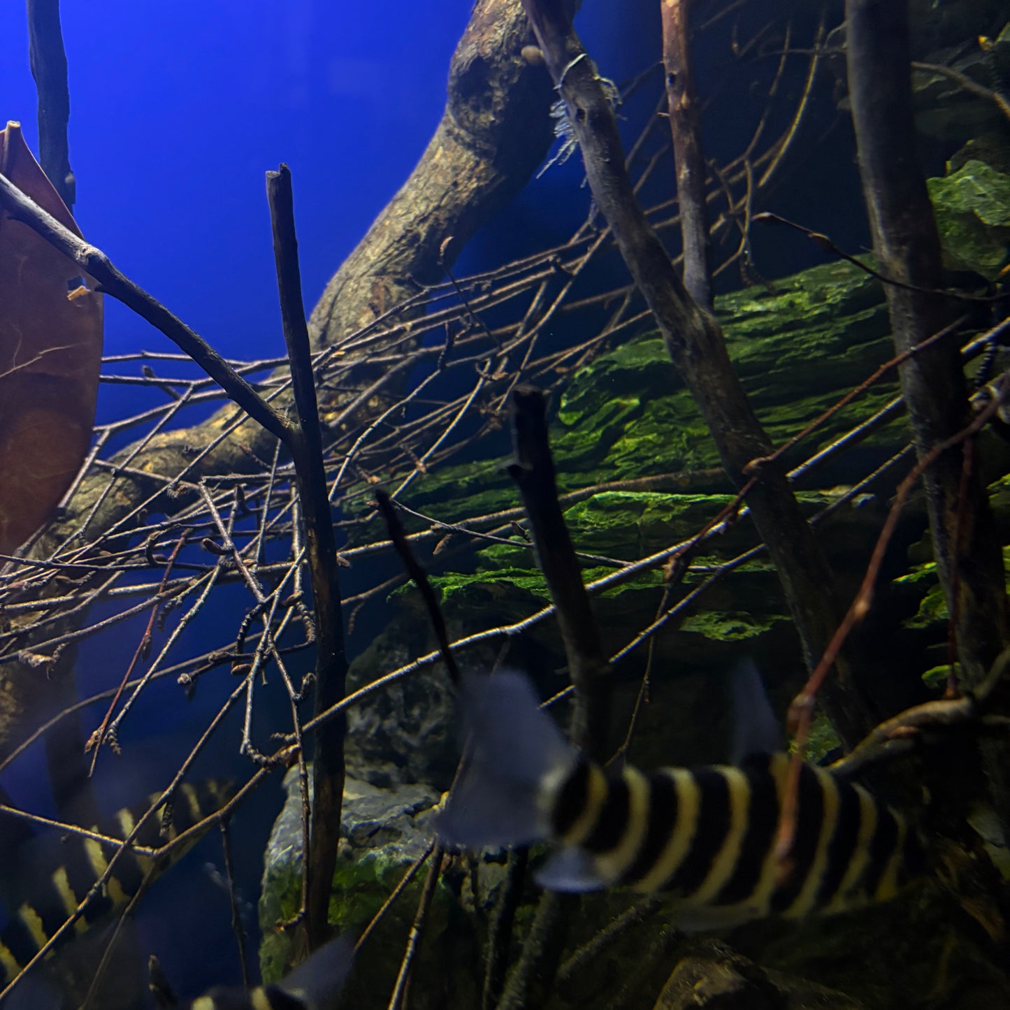 Madera Black Root | manojo