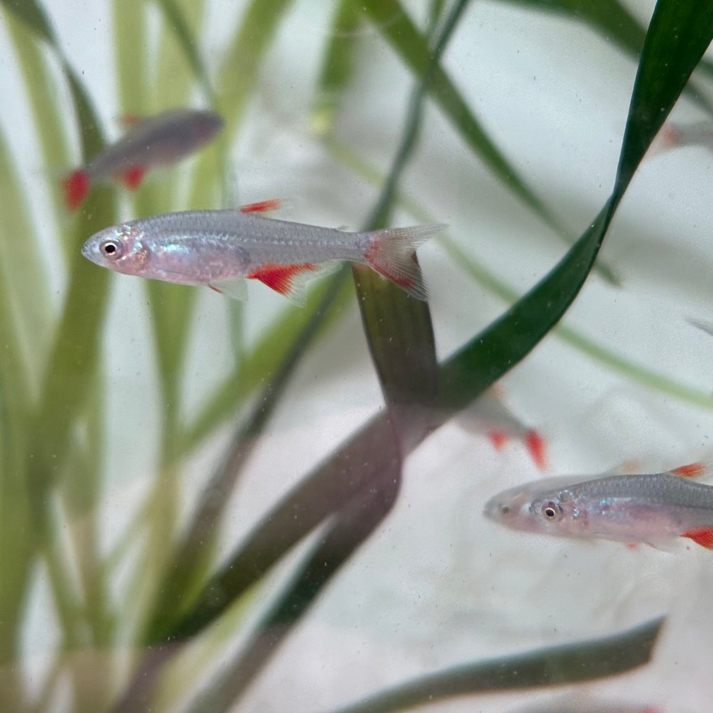 Aphyocharax Anisitsi / Rubripinnis 2,5