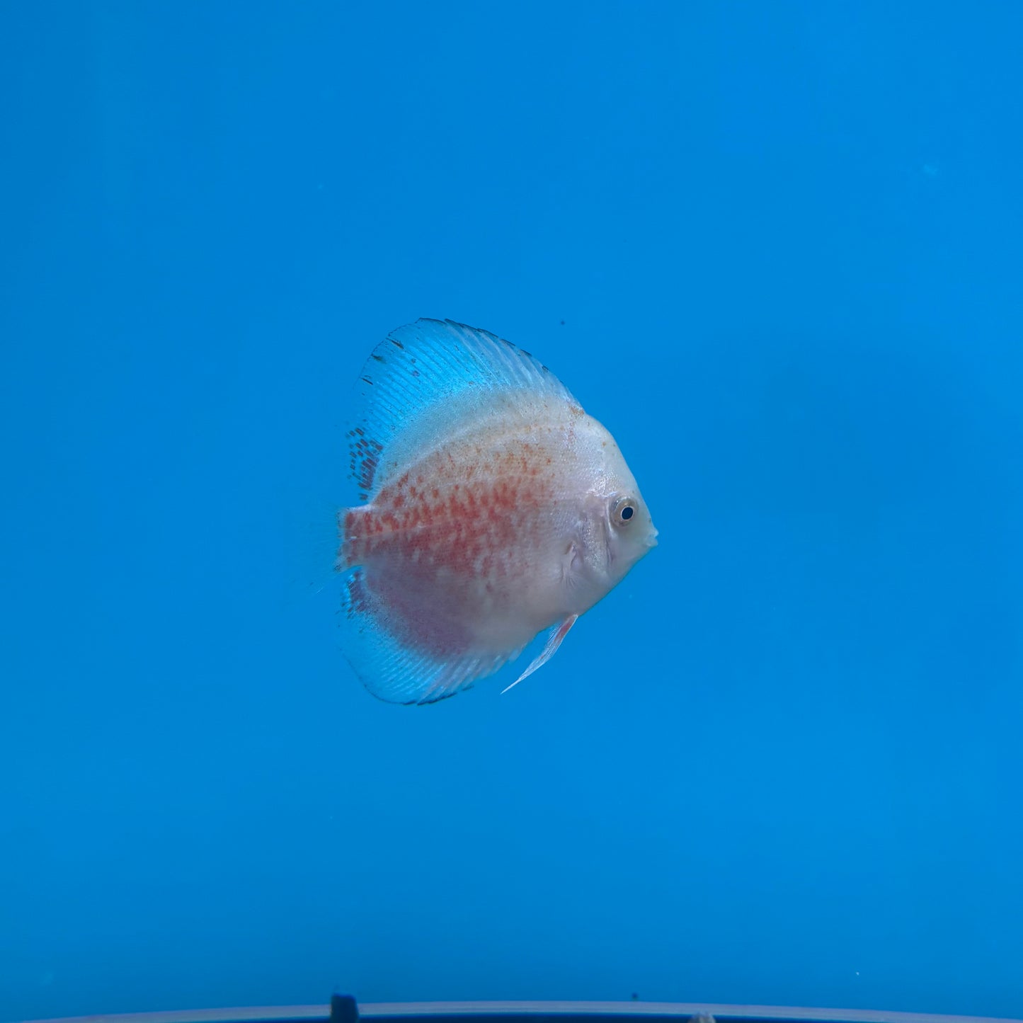 Disco Red Valentine 10-12cm