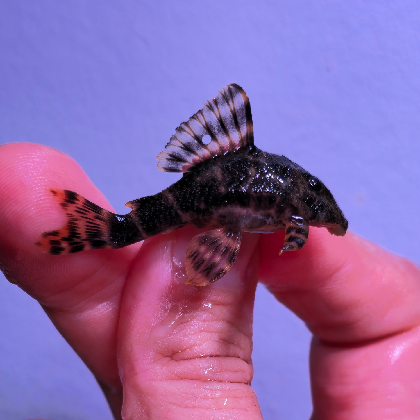 Panagolus maccus Pleco piña L-103 talla 5-6cm