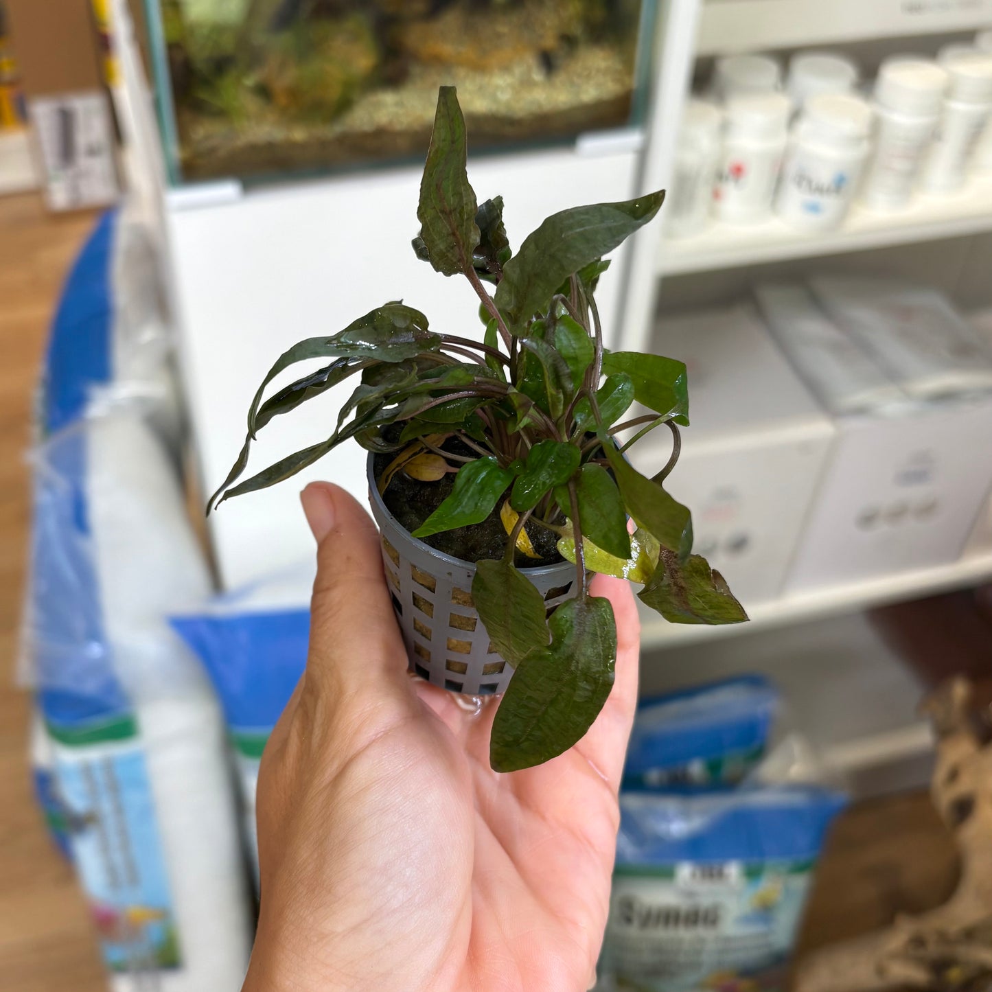 Cryptocoryne wendtii Mi Oya | oferta