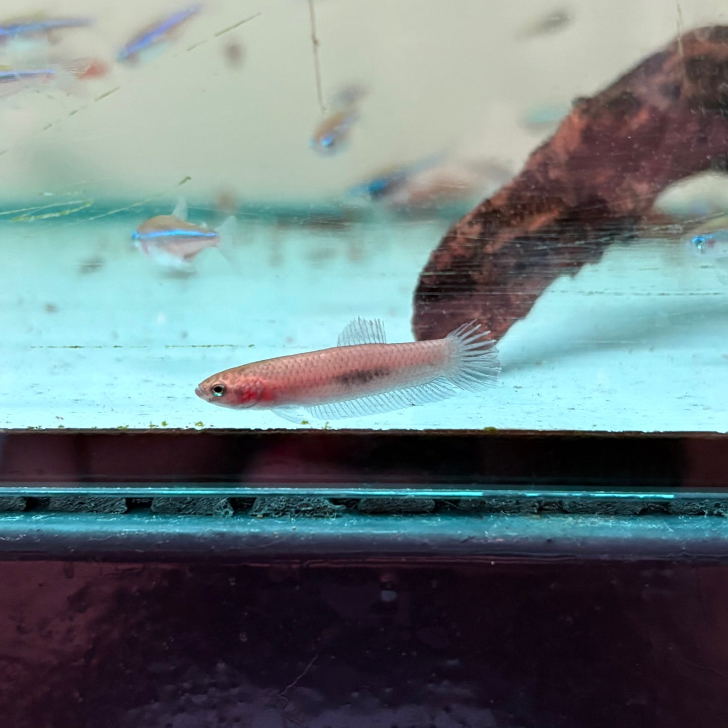 Betta Brownorum - precio unidad