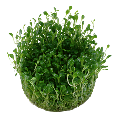 Glossostigma elatinoides in vitro