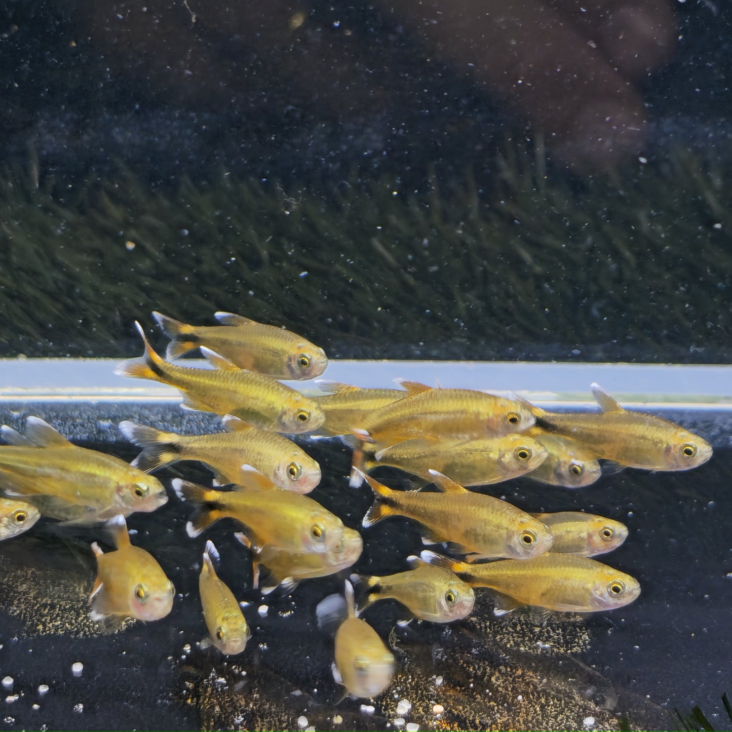 Hasemania marginata md