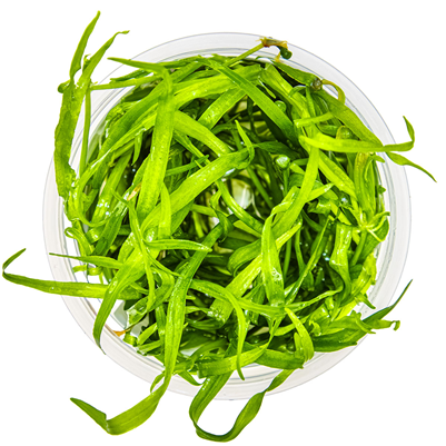 Helanthium tenellum 'Green' in vitro