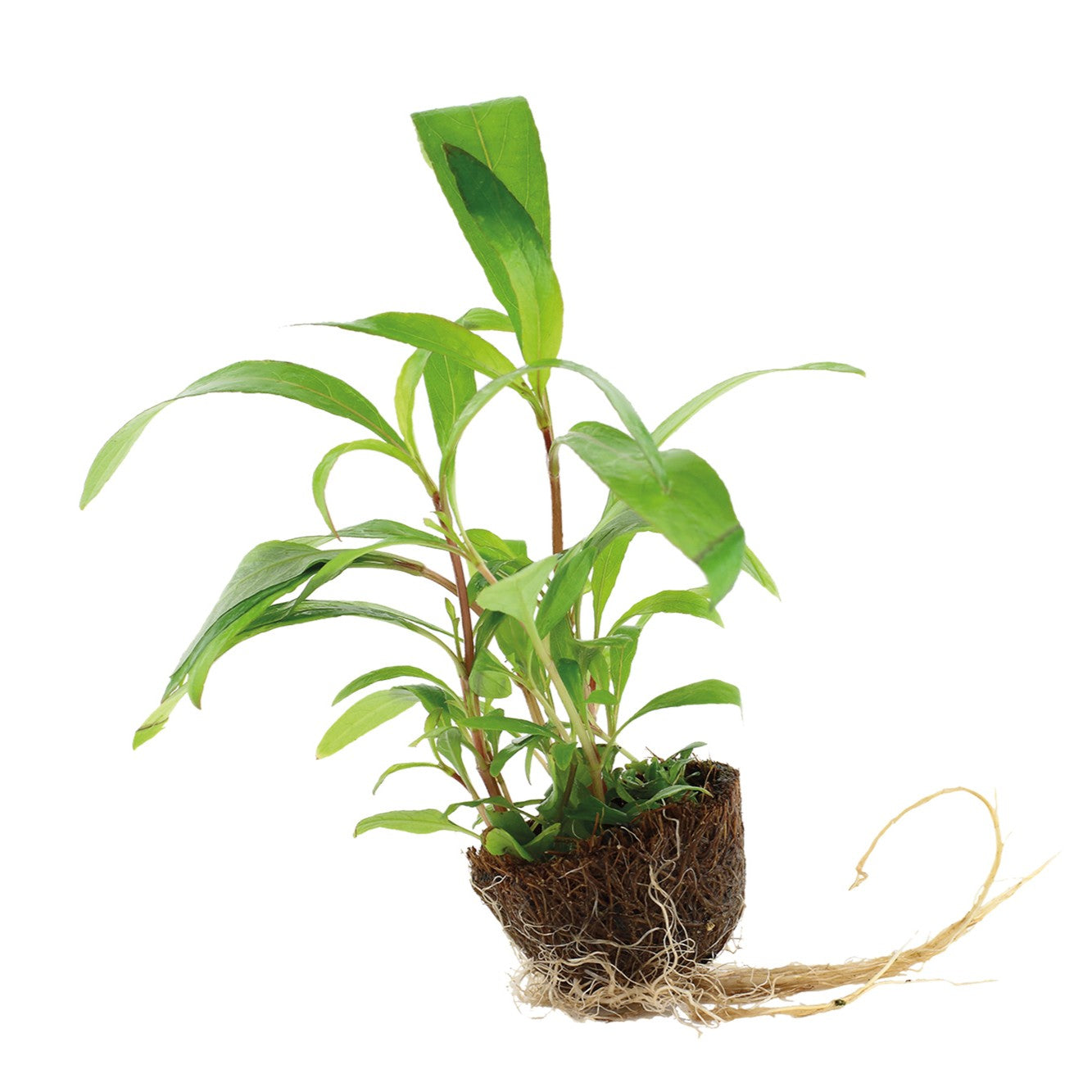 Hygrophila corymbosa 'Siamensis 53B'