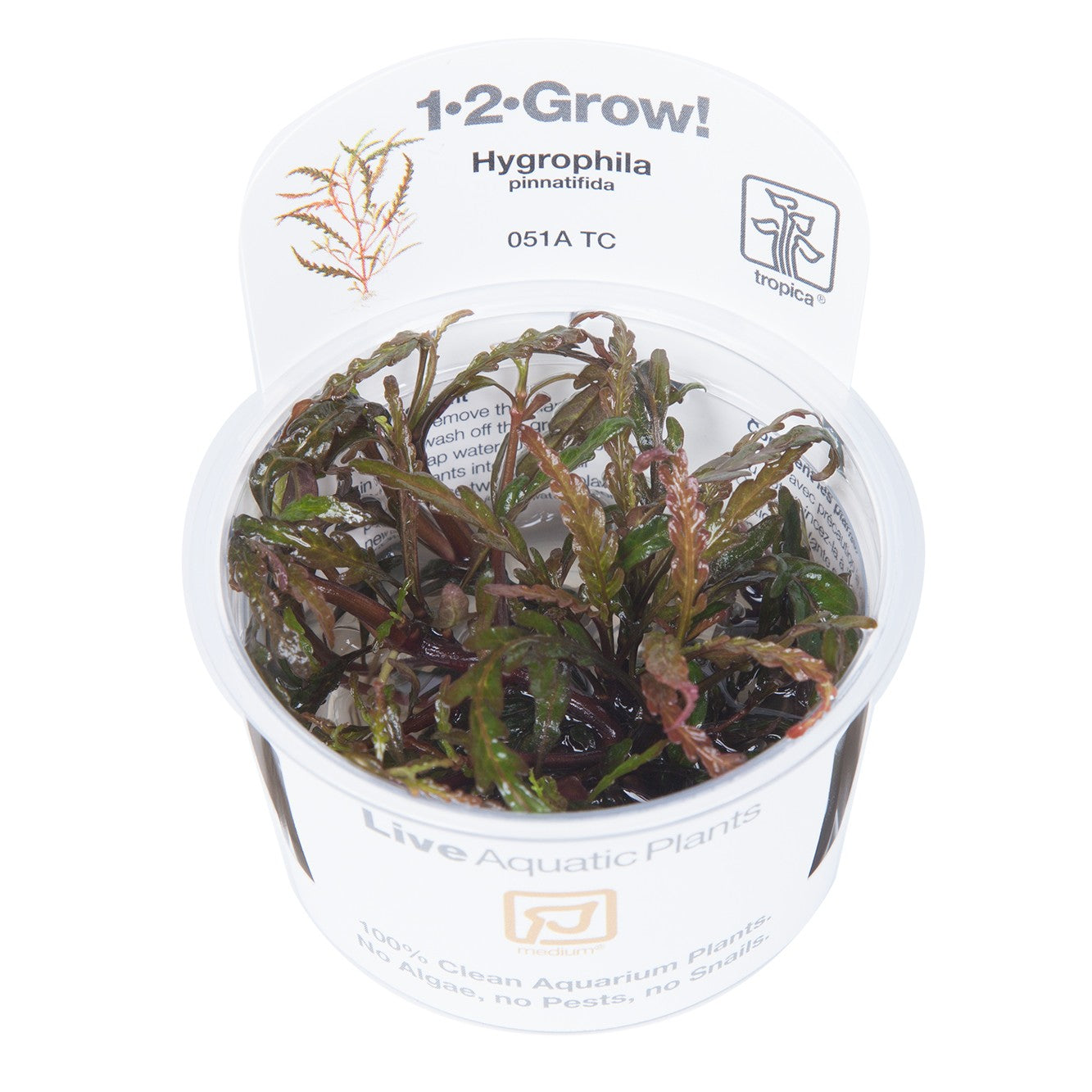 Hygrophila pinnatifida in vitro