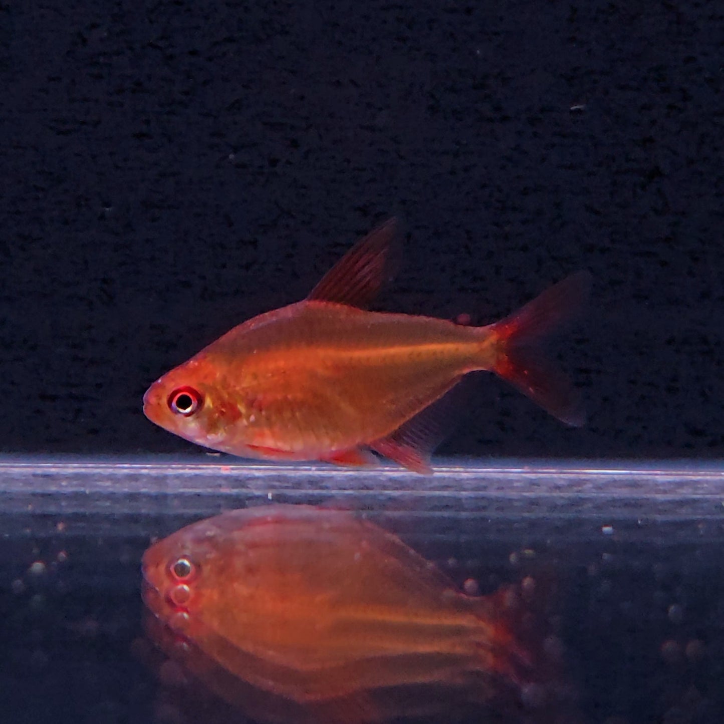 Hyphessobrycom sp. Red cherry – Hudson Crizanto