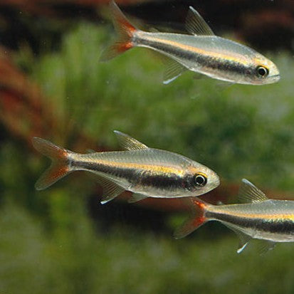 Hyphessobrycon loretoensis wild md-lg