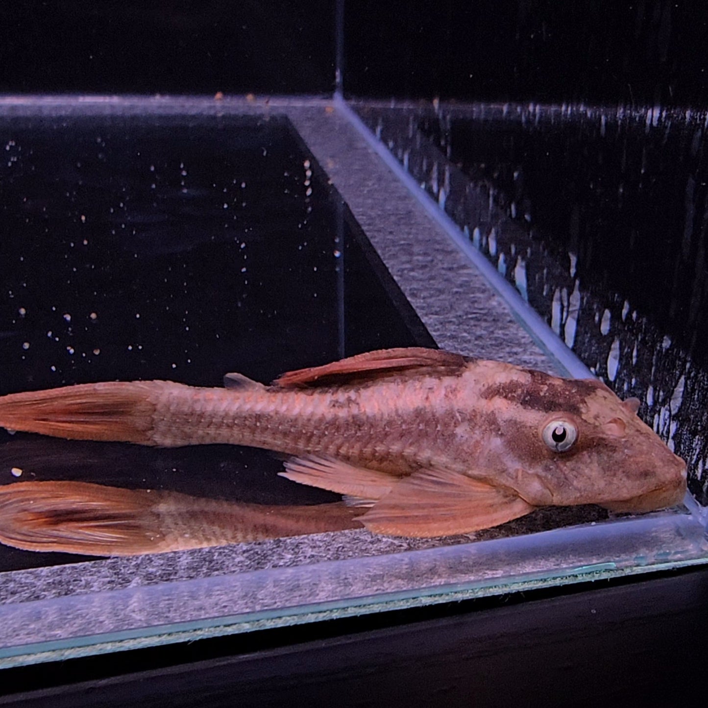 Hypostomus soniae L137 6-9 cm – Hudson Crizanto