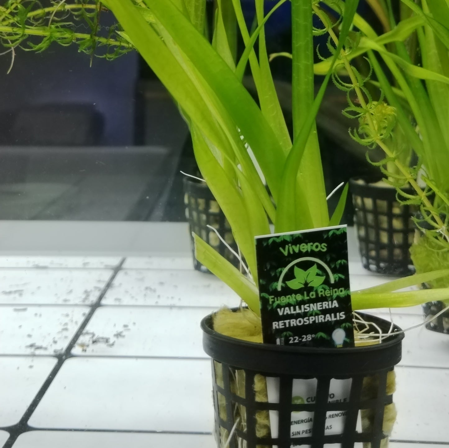 Vallisneria retrospiralis | oferta