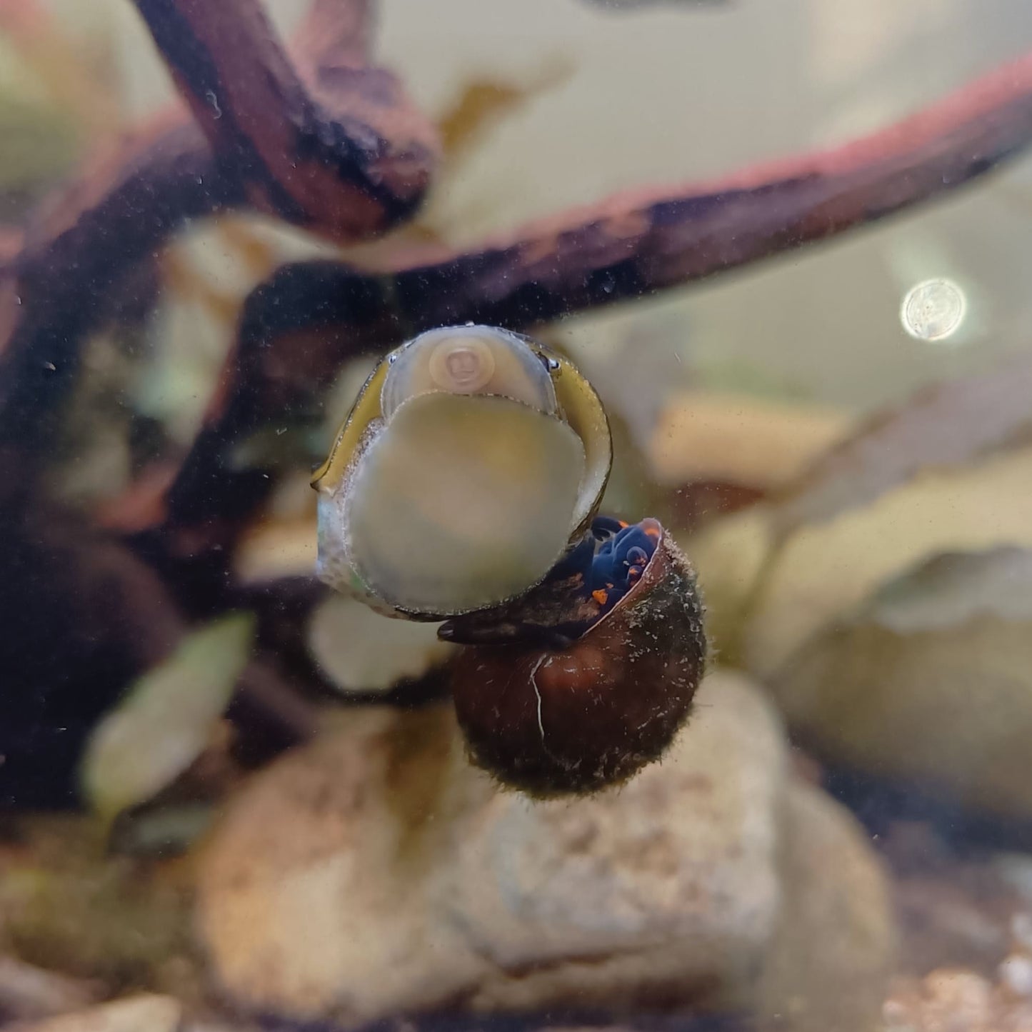 Caracol Blue Berry (viviparus sp)