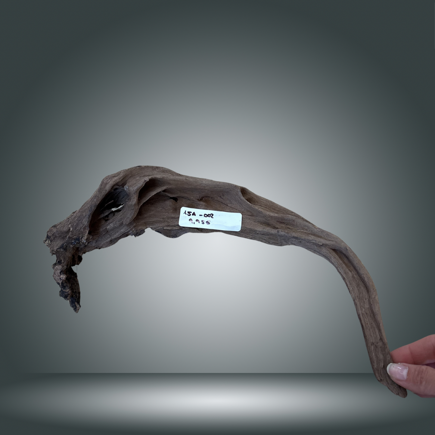 Coral Sinker 15A-002 aprox. 20-35 cm