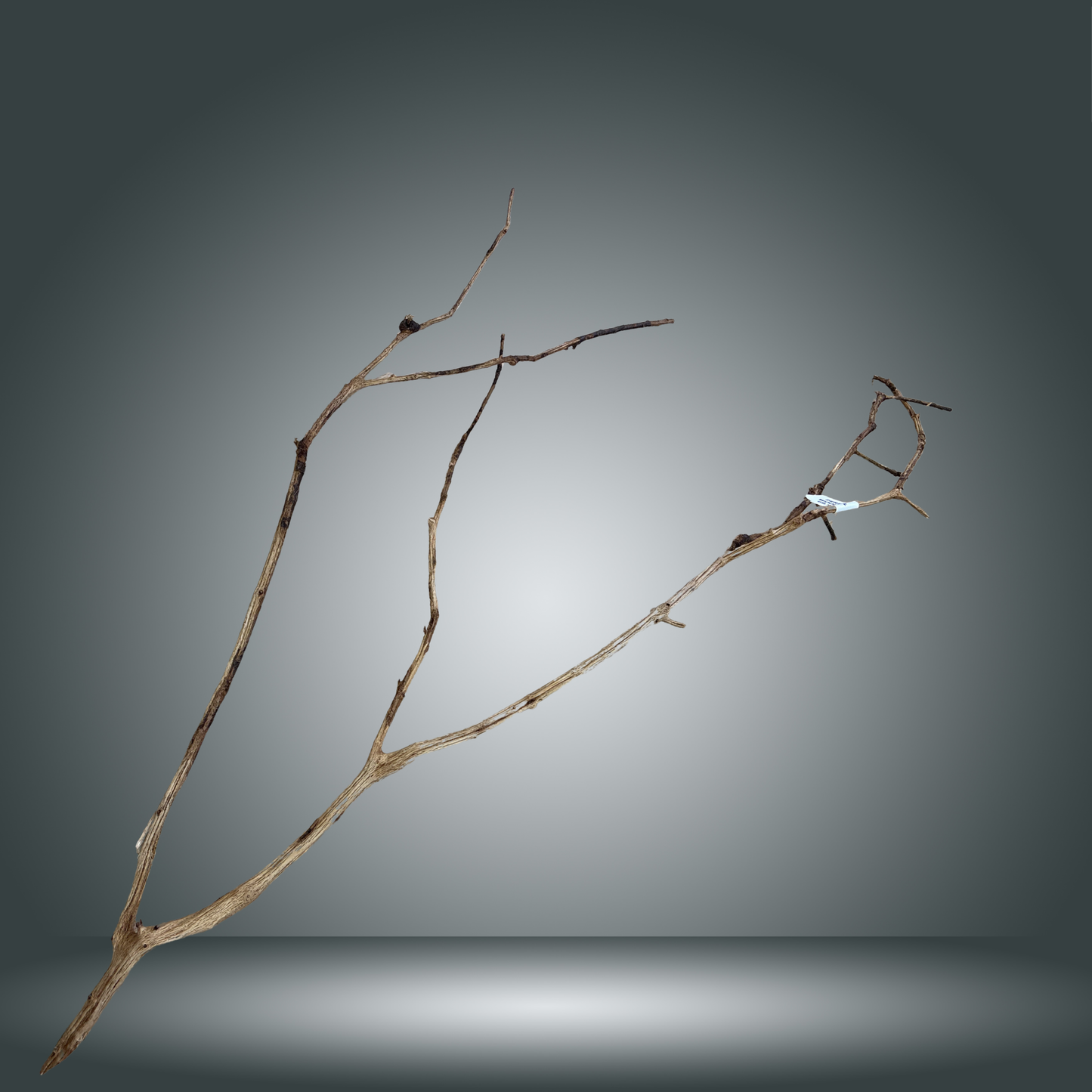 Perita wood XL Aprox. 120 cm - pieza 006