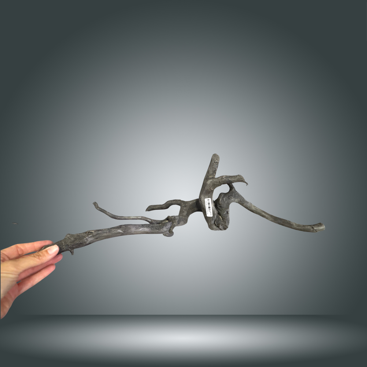 Black Spider 8OC-007 | aprox 50cm