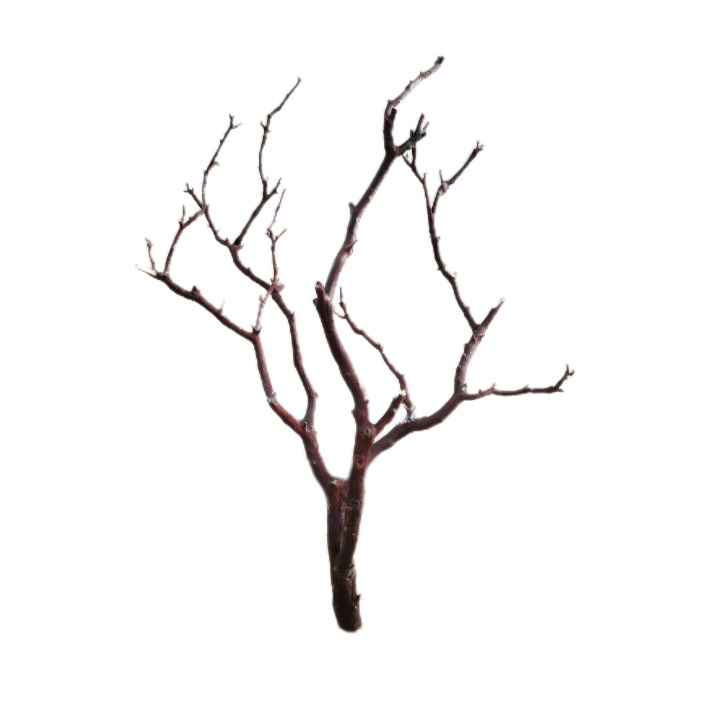 Manzanita wood - para acuario de 90cm