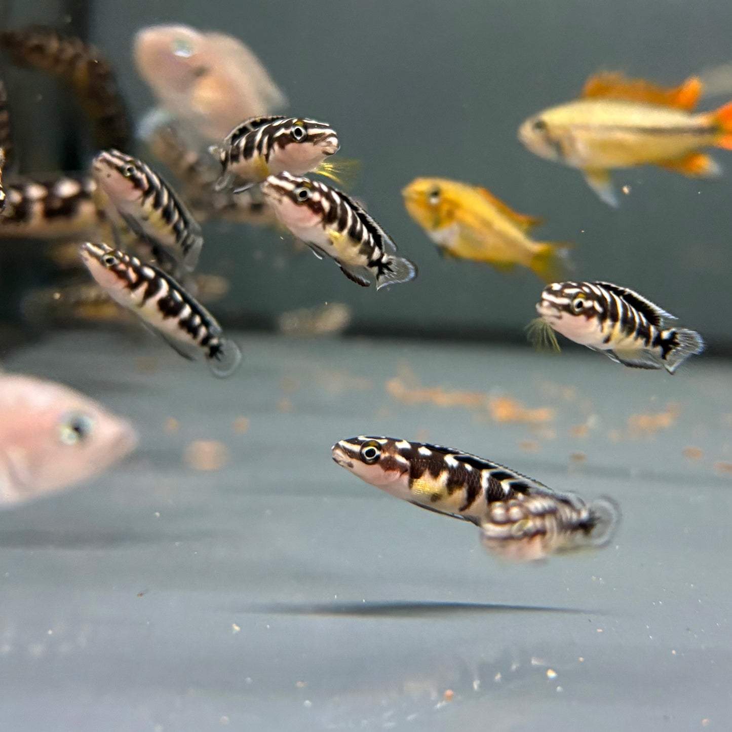Julidochromis ornatus talla 4-5cm