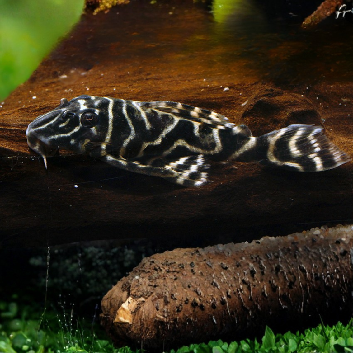 L129 Hypancistrus debilittera 7-8cm