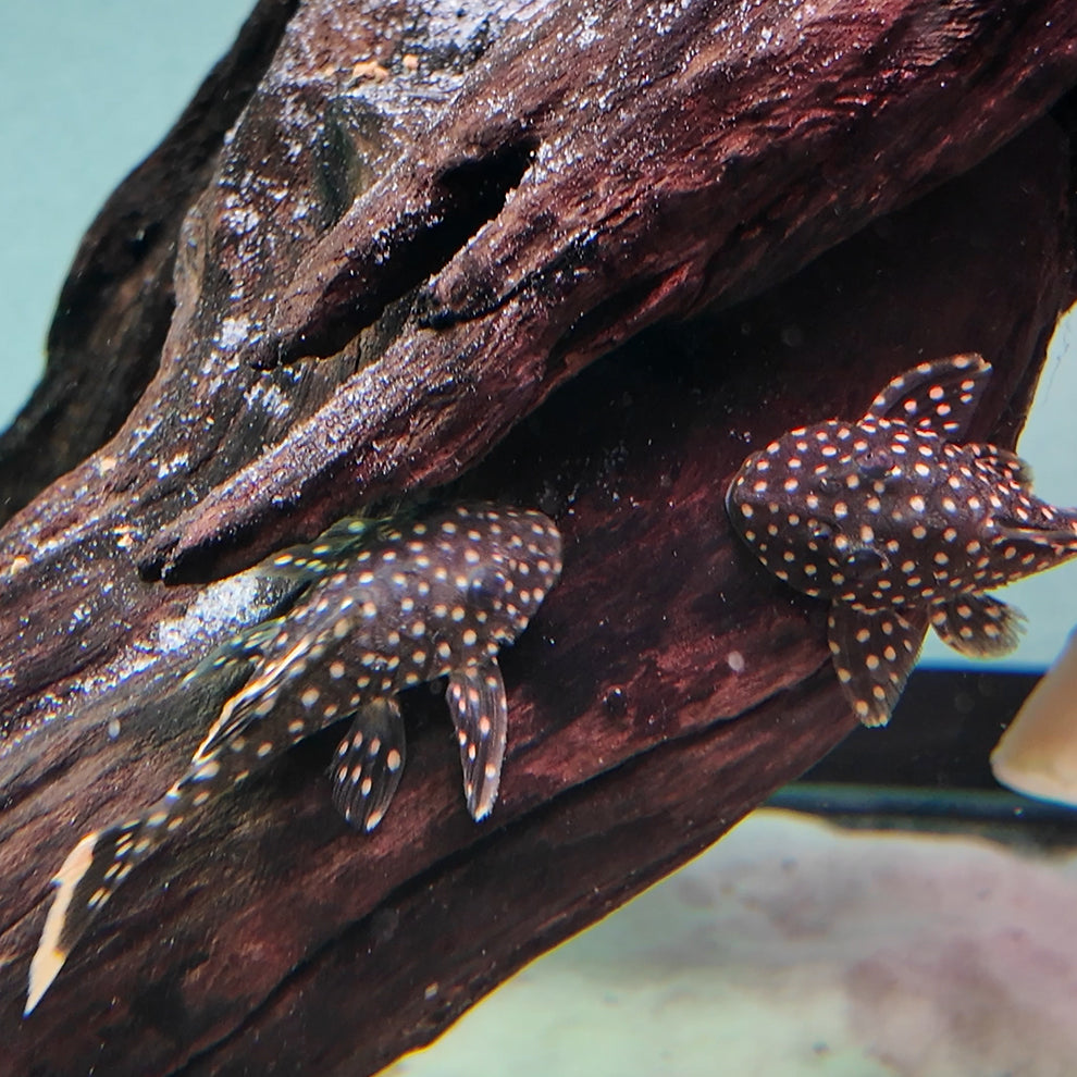 Baryancistrus xantelus L177 6-8 cm Siriri River - Hudson Crizanto