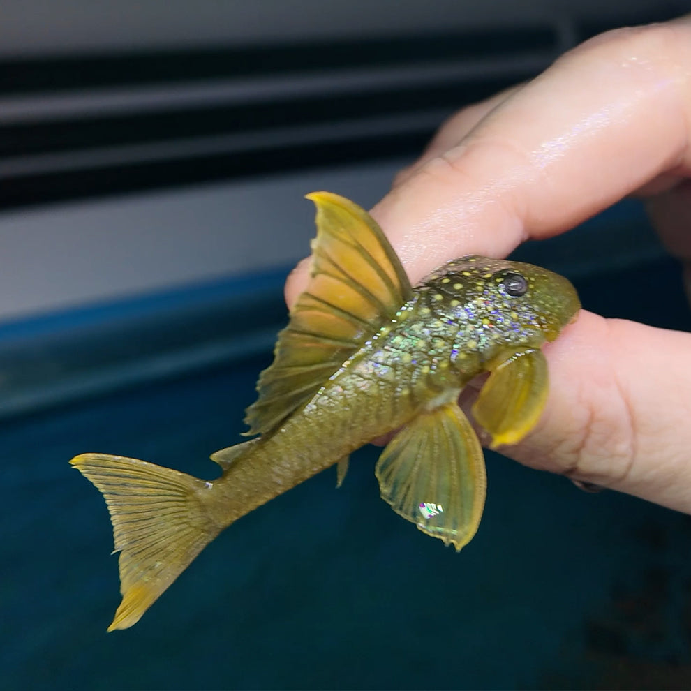 Baryancistrus demantoides L200A talla 8-10cm