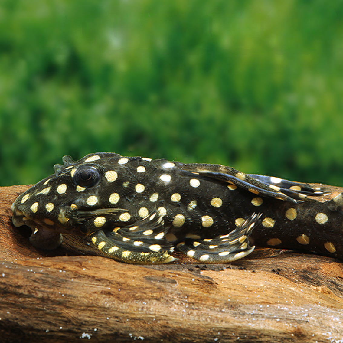 Hypancistrus contradens L201 talla 4-6cm
