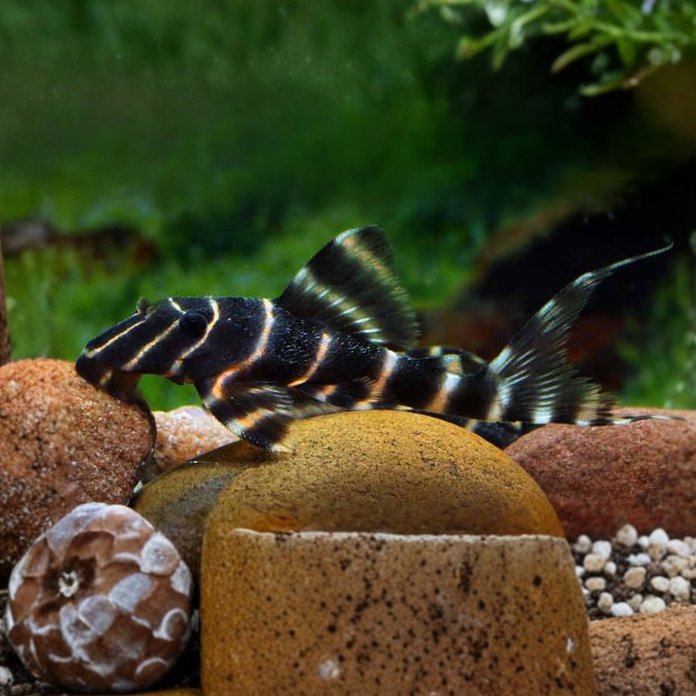 Panaque Albivermis L204