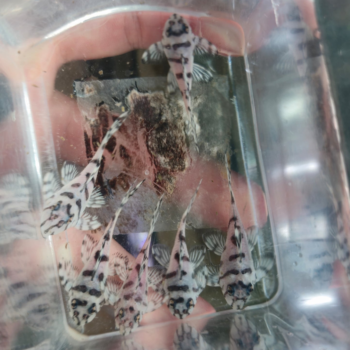 L236sw 3.5cm | peces agua dulce