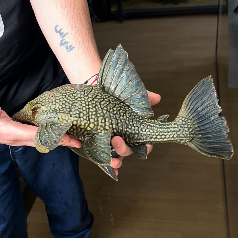 Panaque L 330 talla 40cm