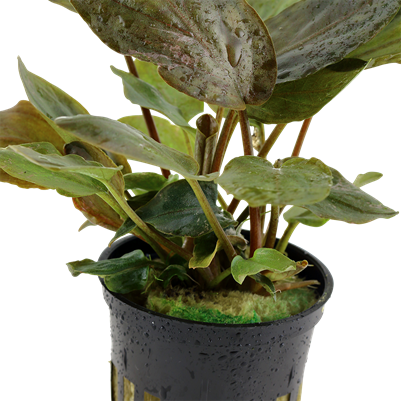 Lagenandra meeboldii 'Red'