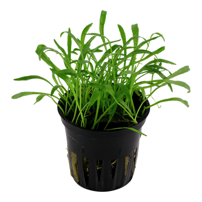 Lilaeopsis brasiliensis