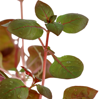Ludwigia sp | oferta