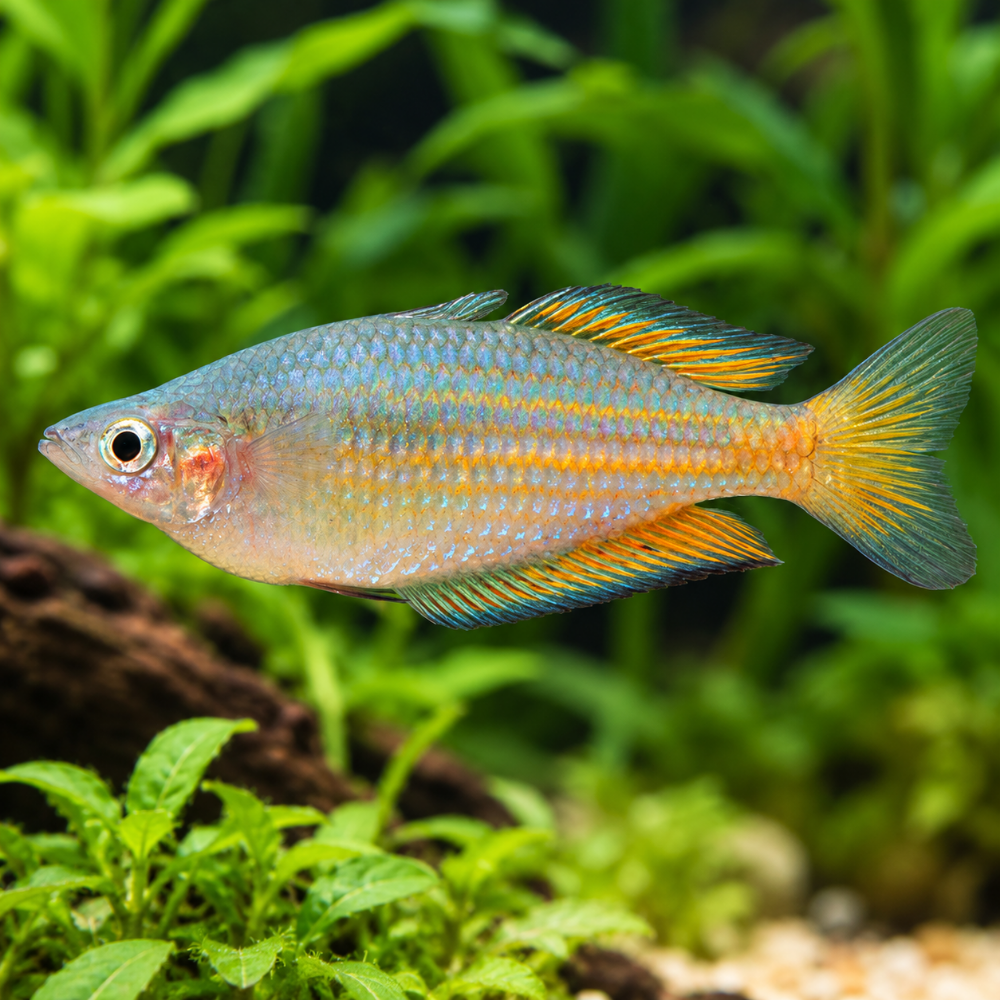 Melanotaenia Parkinsoni talla 4-4,5cm