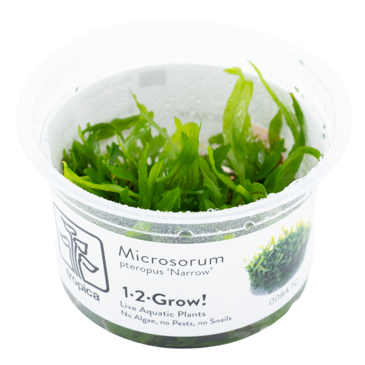 Microsorum pteropus Narrow in vitro