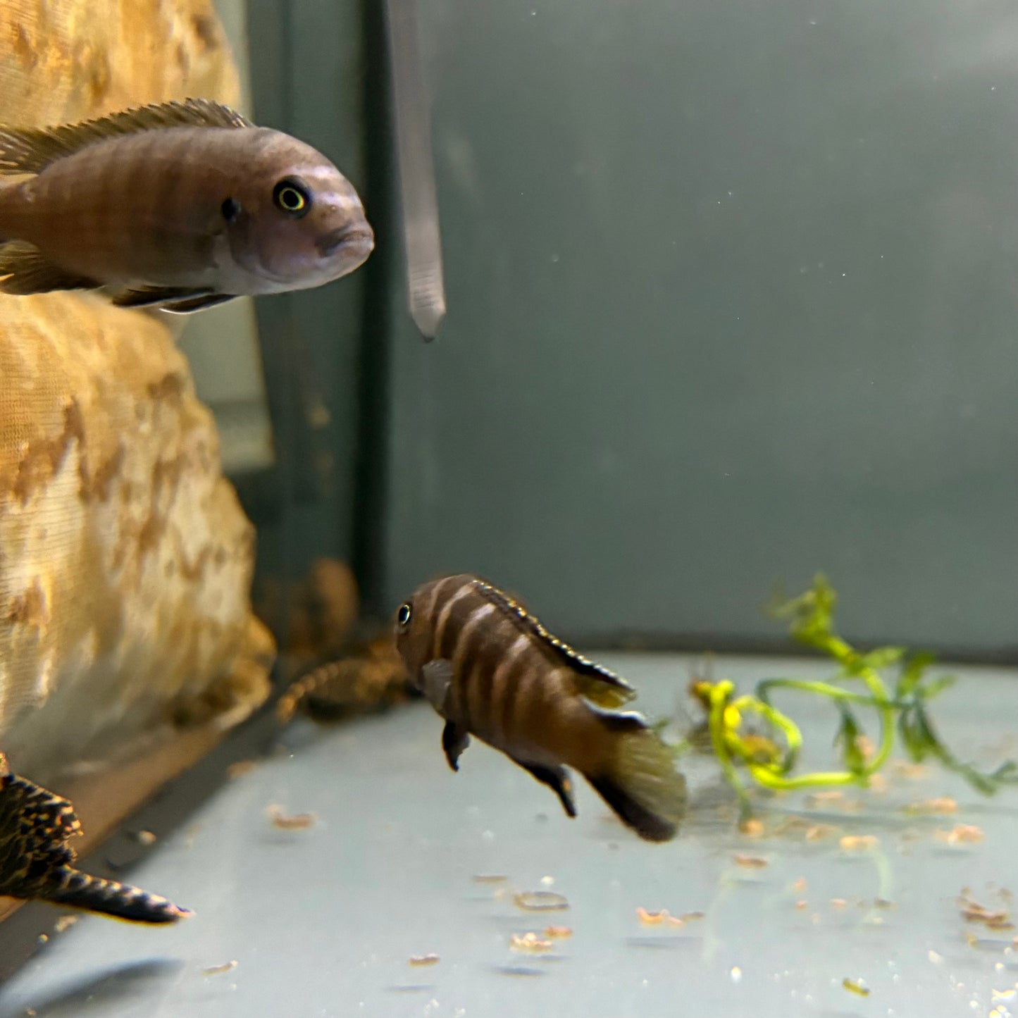 Pseudotropheus malawi mix