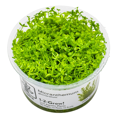 Micranthemum glomeratum in vitro