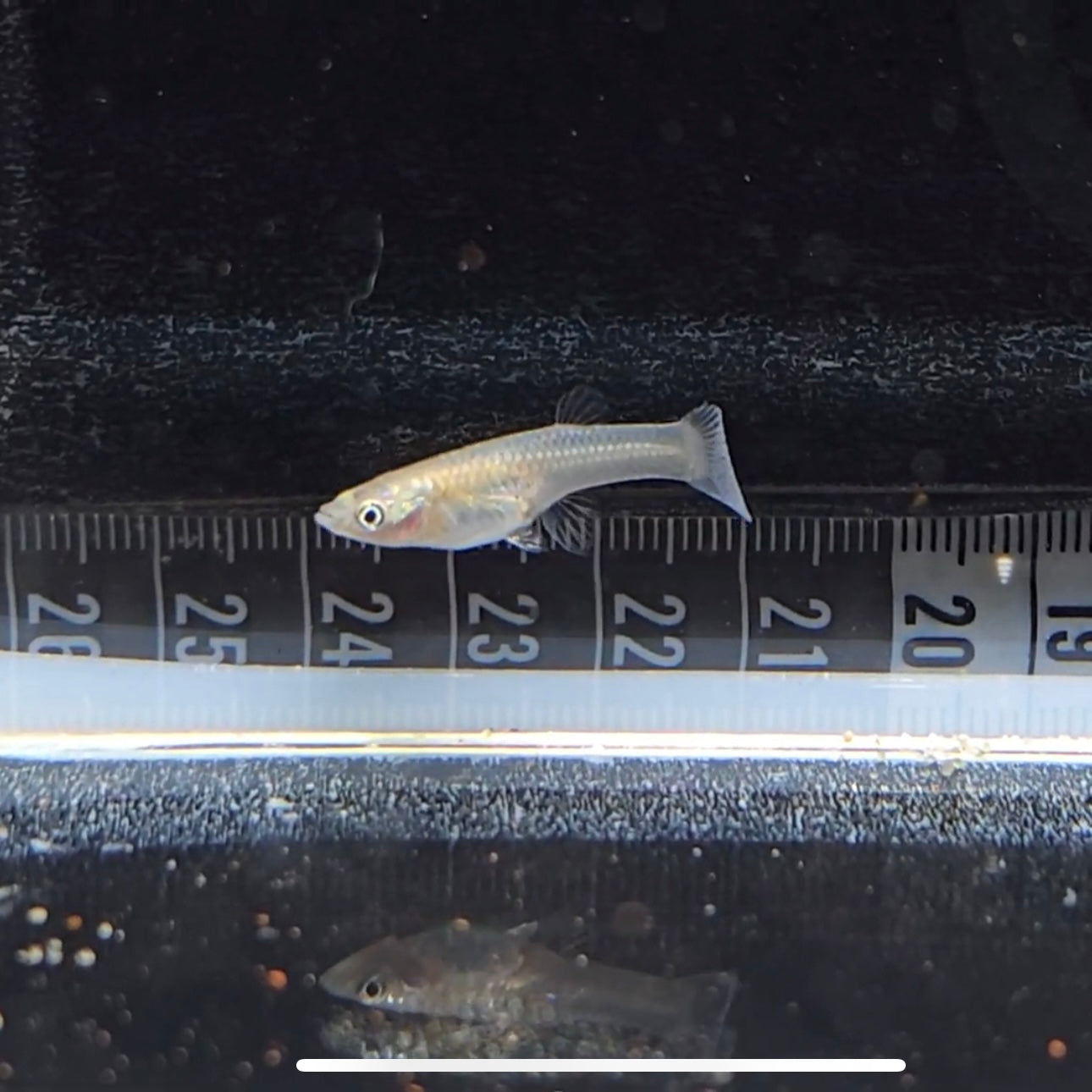 Micropoecilia parae melanzona yellow md