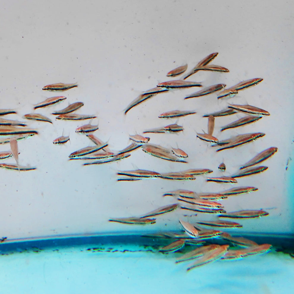 Nannostomus trifasciatus 2cm