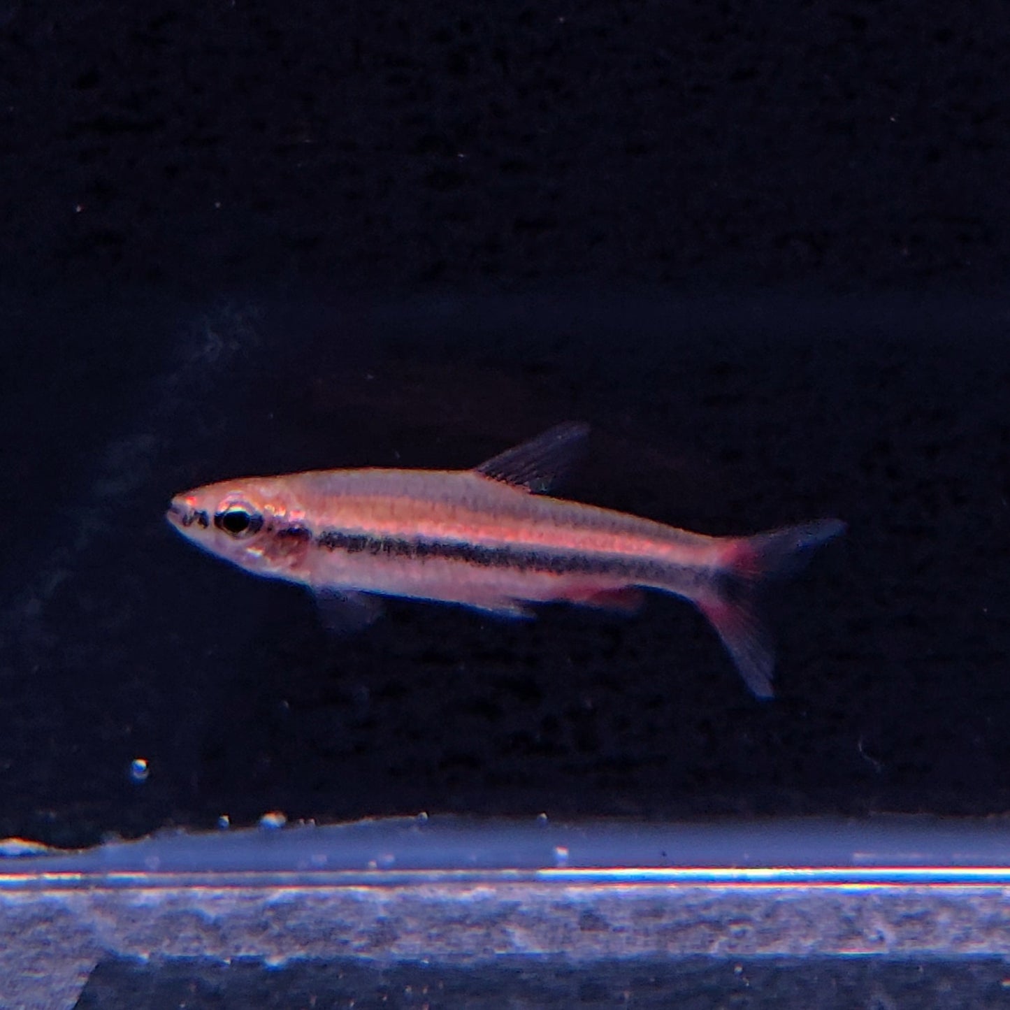 Nanostomus sp. New Red – Ceara State Area – Hudson Crizanto