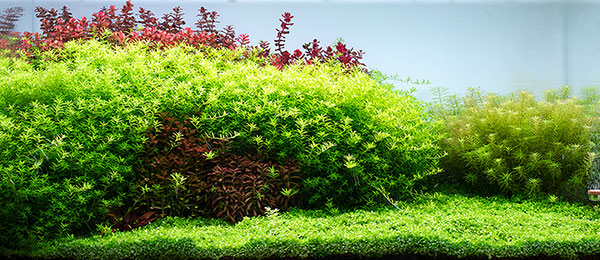 AquaRIO Neo Soil Plants