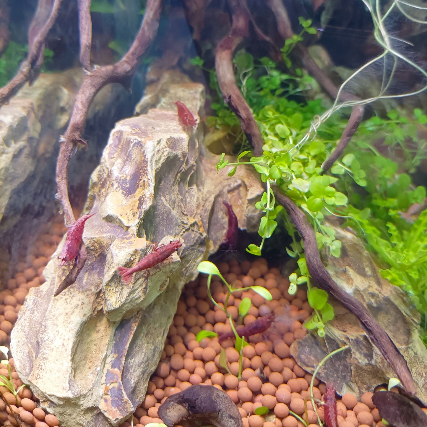 Neocaridina Red Cherry