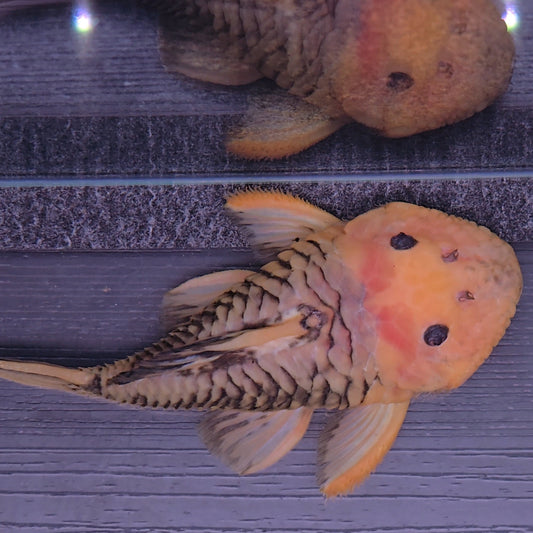 Parancistrus aurantiacus L56 (Yellow/Black) 12/15 cm – Hudson Crizanto
