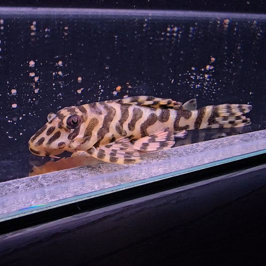 Peckoltia compta L134 6-9 cm – Hudson Crizanto