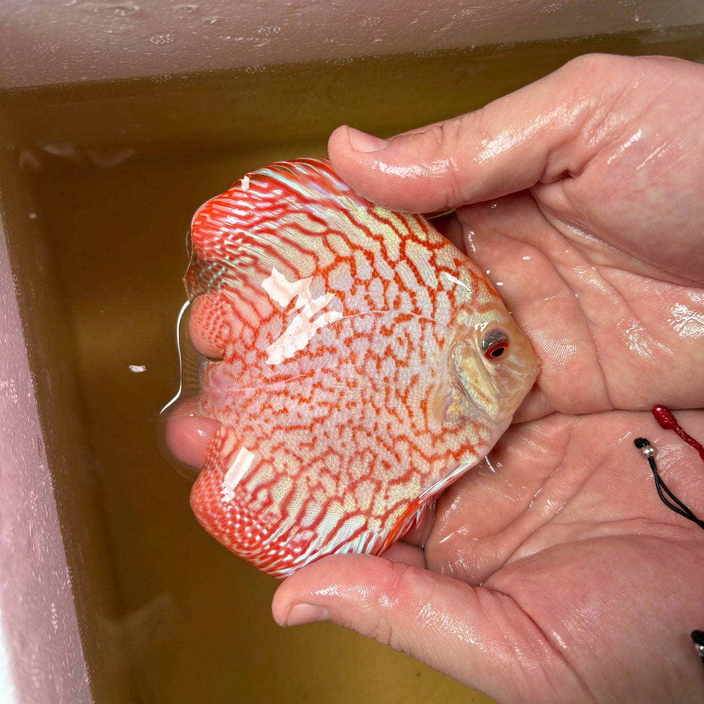 Disco Pigeon Checkerboard 10-12cm ejemplar nº 1