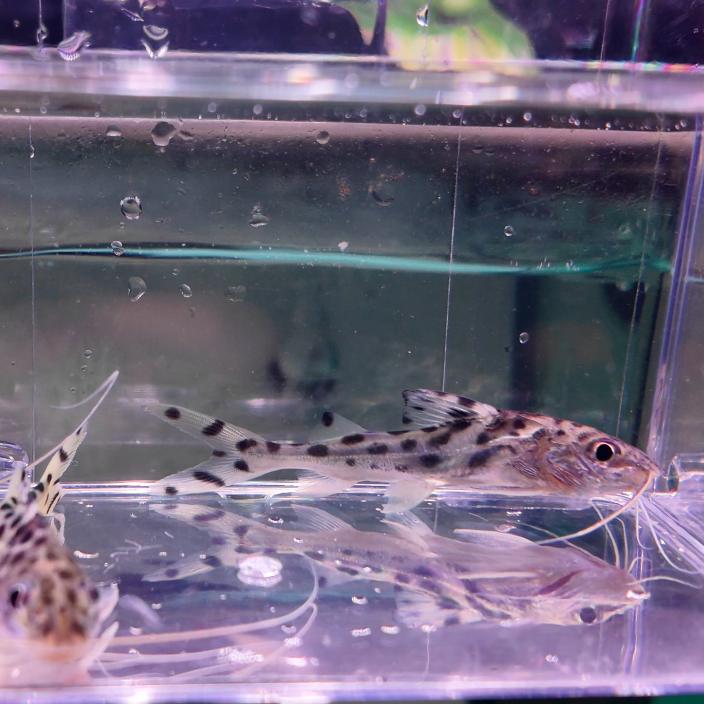 Pimelodela angelicus 6cm