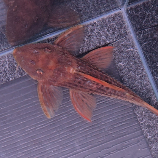 Pseudacanthicus pitanga L24 Red 6/8cm – Hudson Crizanto
