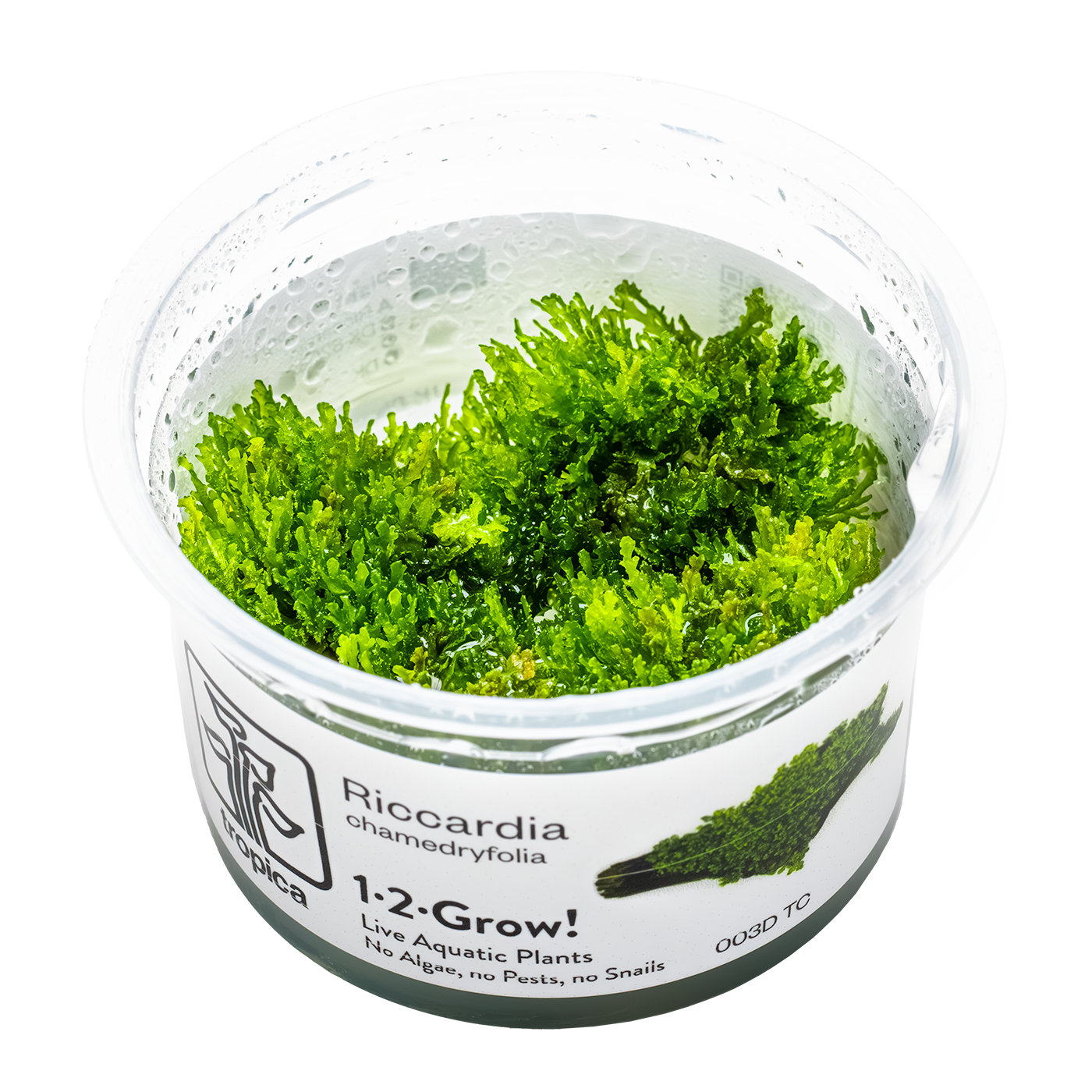 Riccardia chamedryfolia in vitro